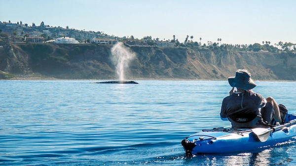 redondo beach kayaker sees whale