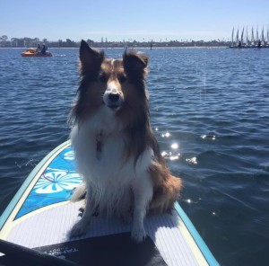 sheltie paddle boarding