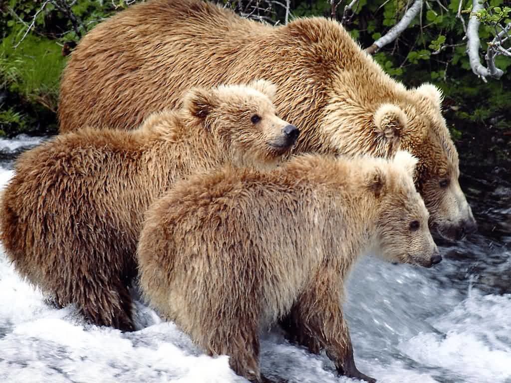 Grizzly Bears in Big Bear!