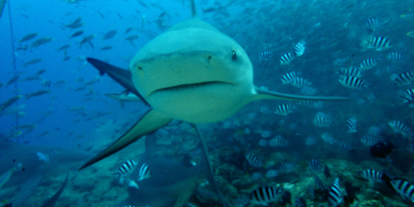 bull shark deep in the ocean with a school of fish