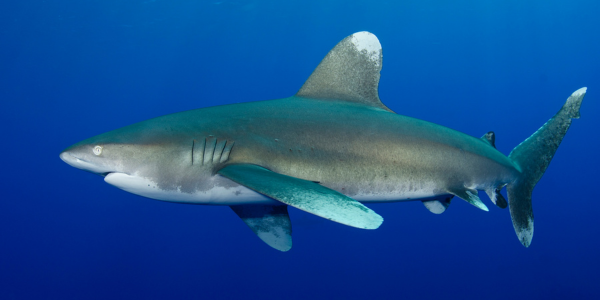 the notorious oceanic white tip shark